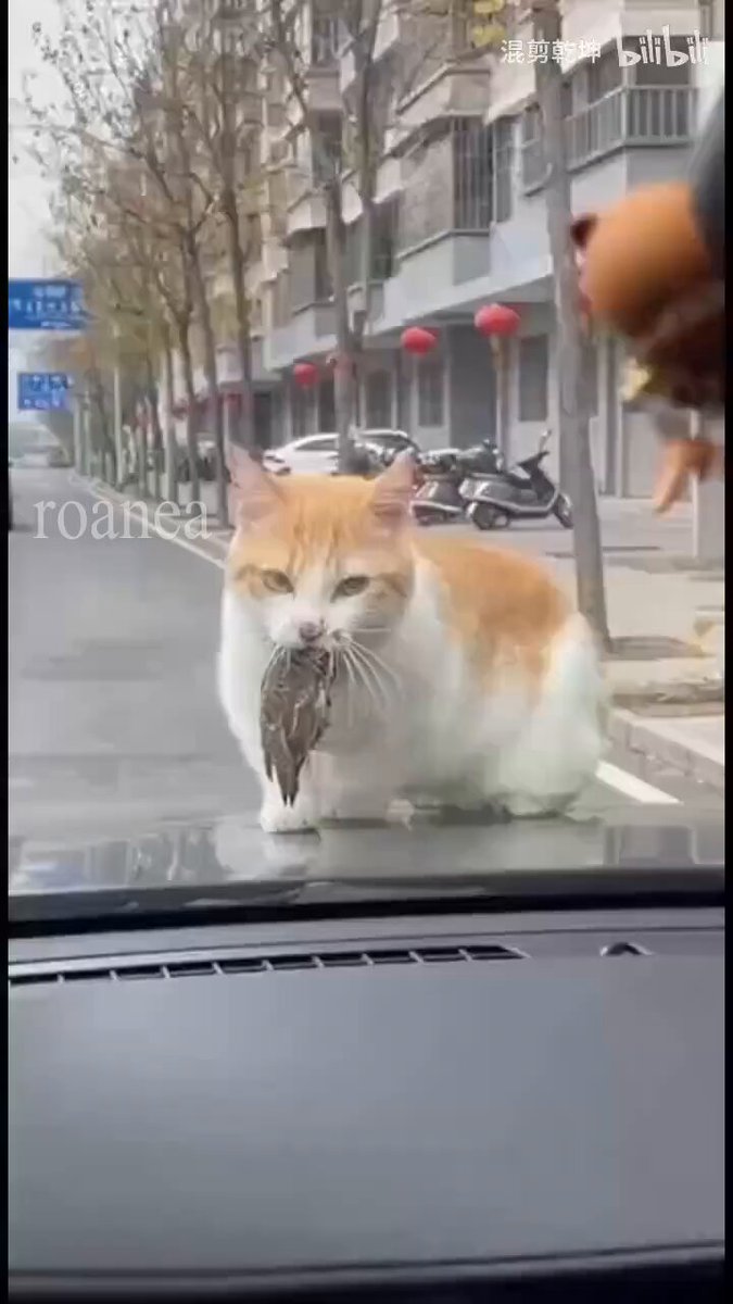 エサを逃されてキレる猫