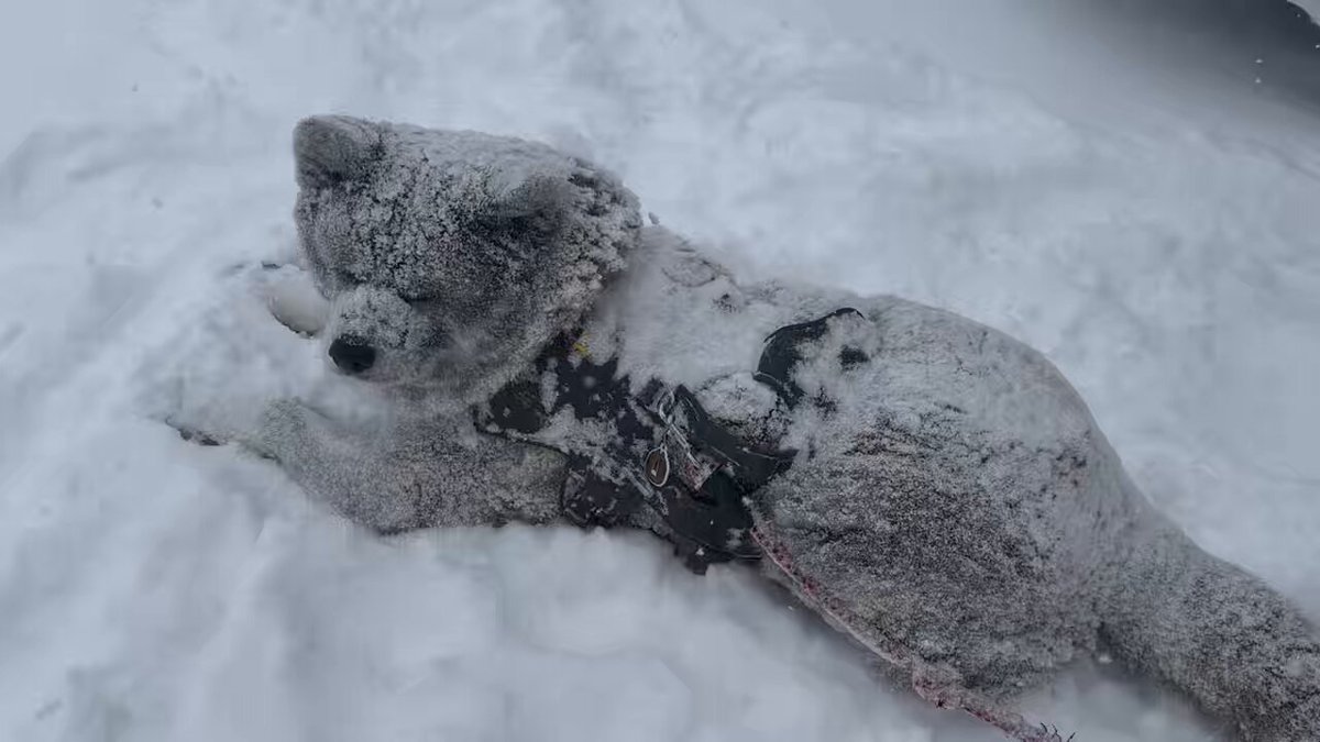 まーだまだ 平気 悪天候が大好きな 秋田犬純 雪と寒い空気が大好きなので 最高に良い天気で 良かったな！