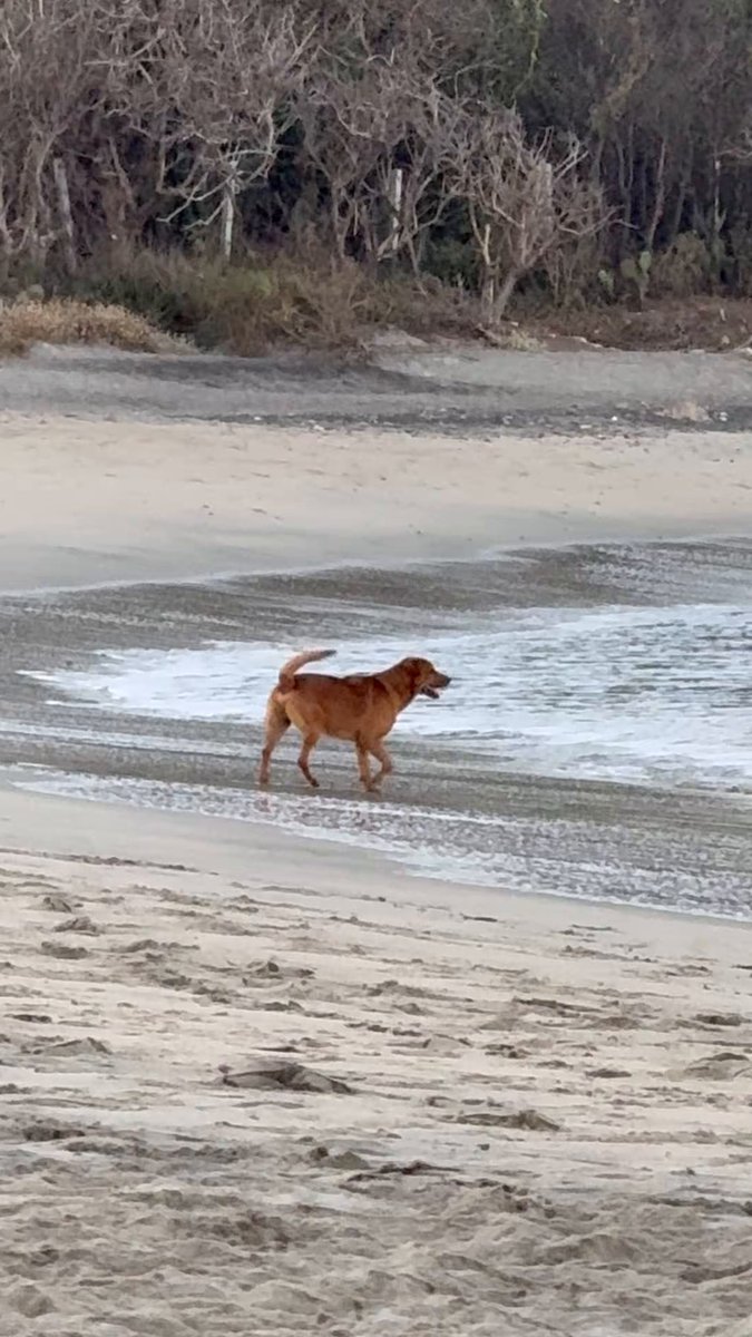Todas las mañanas, este perrito espera en la playa a su humano que es pescador, para irse a desayunar después de la Jornada