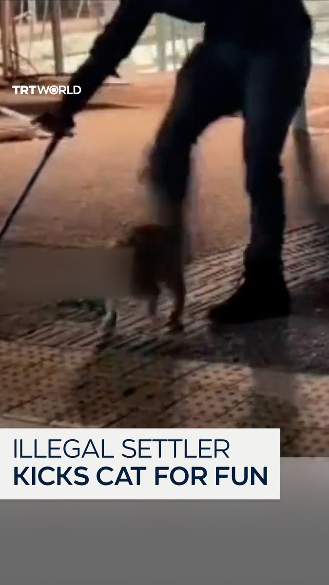 An Israeli settler was filmed kicking a cat for fun on January 18 in the illegal settlement of Susya near Mount Hebron in Palestine's occupied West Bank. Israeli animal welfare organisations are demanding his arrest