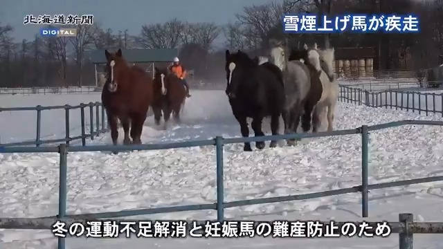 冬の運動不足解消「帰してくれんかぁ」と聞こえてくるような 音更の牧場で「馬追い」 主演:馬 記事🎲 <北海道いきものラボ>