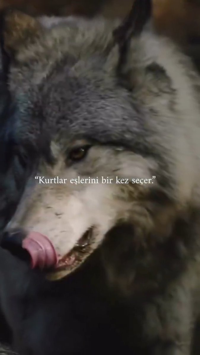 Kurtlar eşini bir kez seçer, kalbini bir kez verir. Geriye kalan her şey sadece hayatta kalma mücadelesidir. Güç yalnızlıktan değil, verilen söze olan bağlılıktan gelir.
