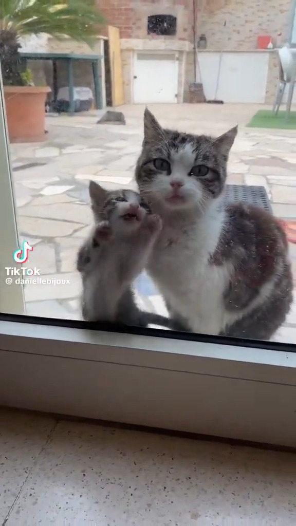 猫の親子が家族になる家をここに決めました！☺️🌈