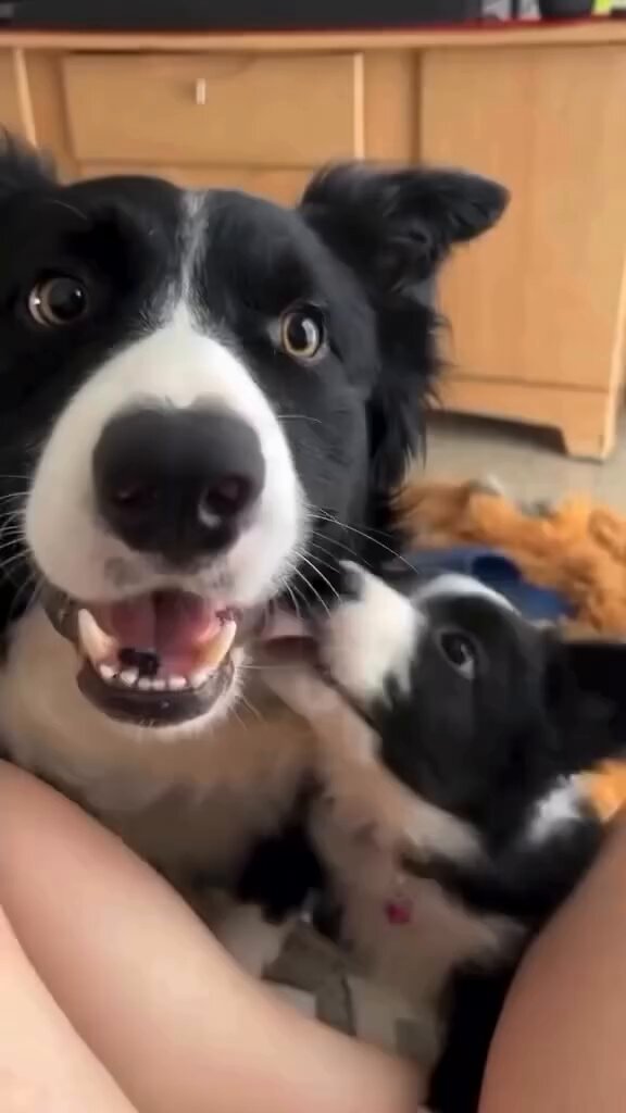 100% precious 🐶🩷