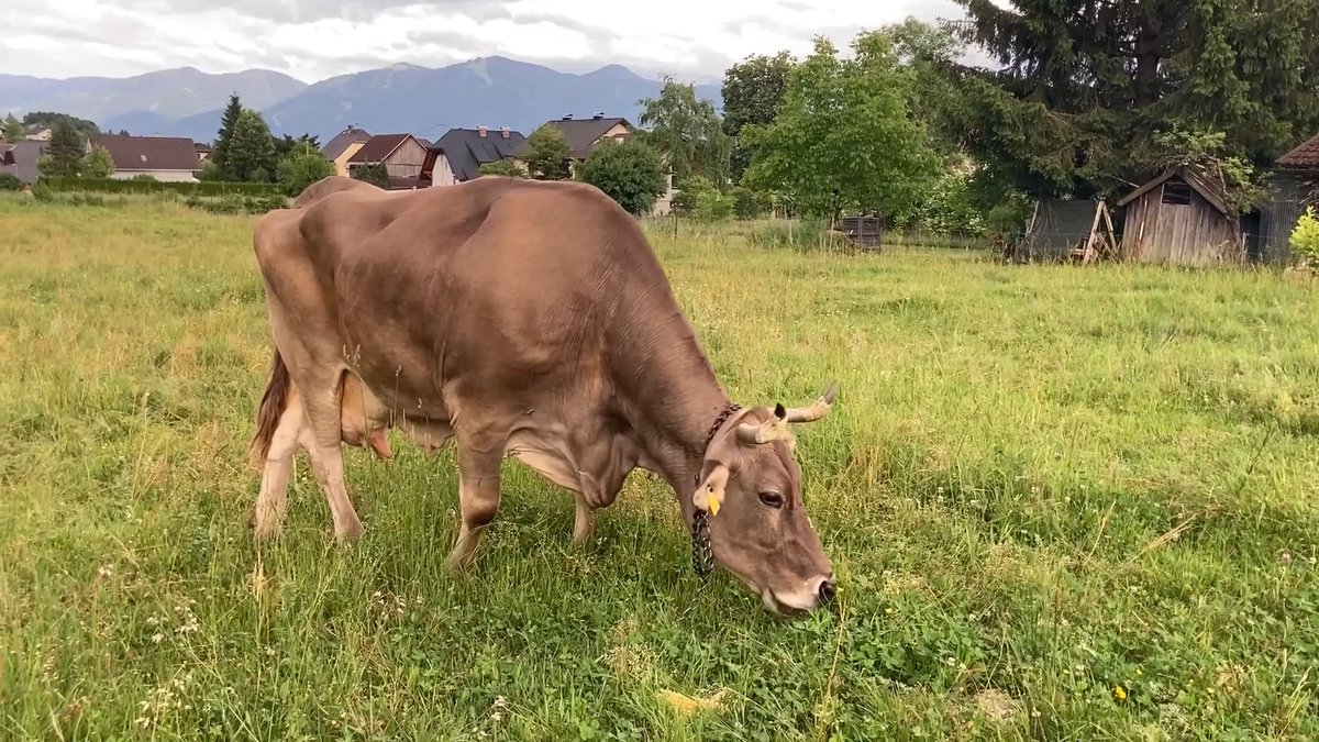 About a decade ago, a baker in a small mountainous village in southern Austria noticed his cow doing something unusual. When Veronika had an itch, she would grab a stick in her mouth and use it to scratch her body. Over the years, the brown bovid’s technique improved. She could pick up objects as large as a broom or rake and move them around with her prehensile tongue, changing their length and orientation to ensure the best possible scratch. The behavior isn’t just a clever trick: It’s the first documented case of tool use in cattle, scientists report. And, it turns out, one of Veronika’s skills has only been seen in humans and chimpanzees. Learn more: