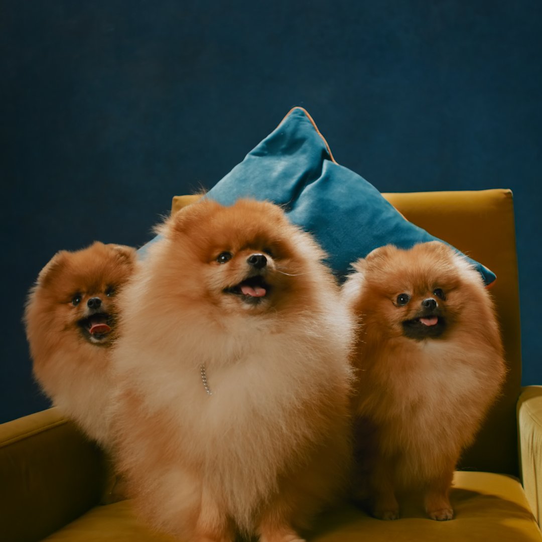 The cutest chaos you’ll ever see in Apple Immersive. Go behind the scenes at the world’s biggest dog show with the two-part docuseries Top Dogs, premiering January 30. Only on #AppleVisionPro.