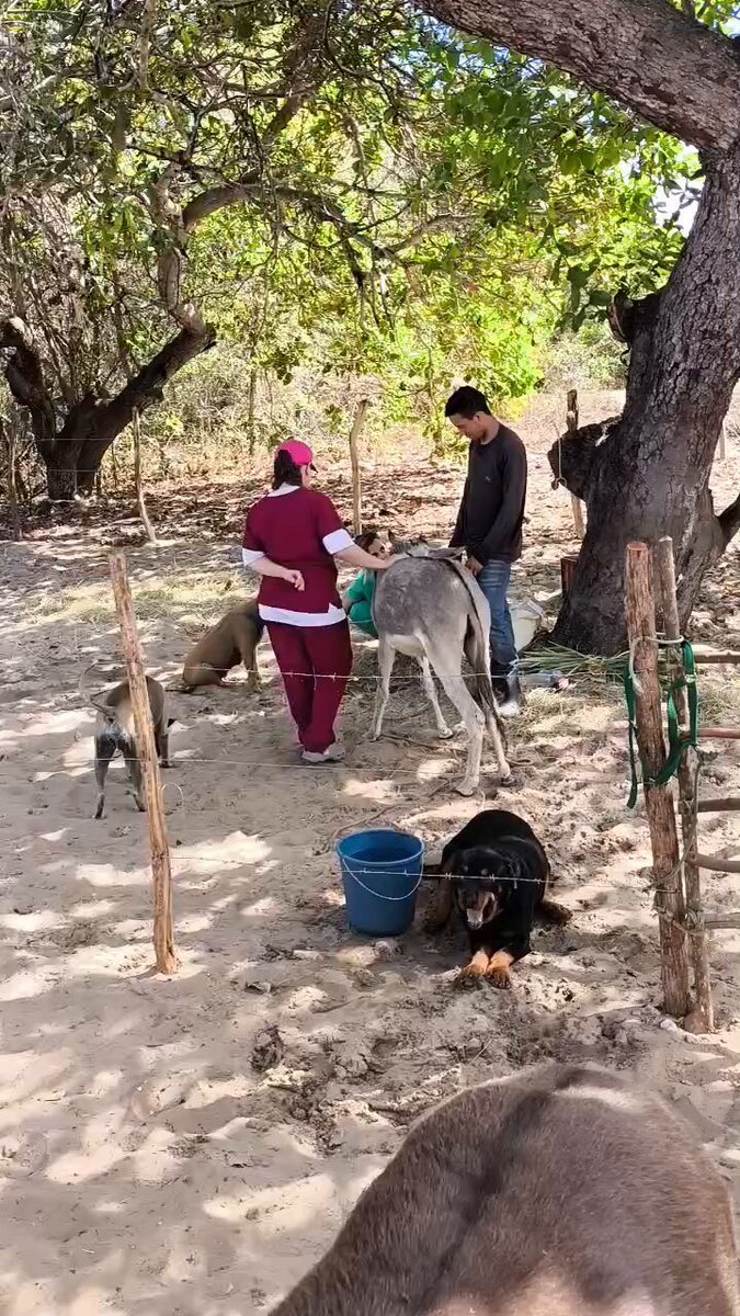 As Veterinárias vieram, eu faço tudo o que eu posso, eu preciso de ajuda, quem puder me ajudem na rifa.