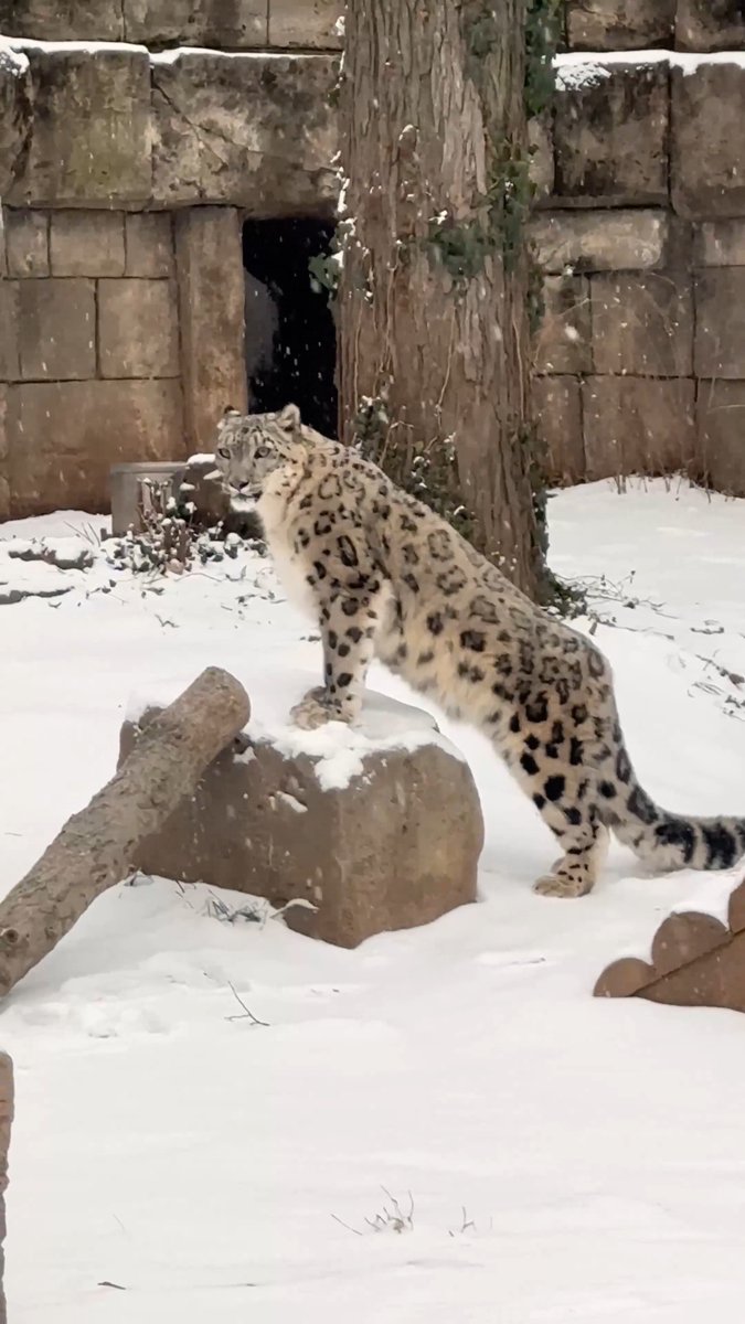 Snowy days for snowy leopard 💕❄️ Our animal care team always does an amazing job keeping animals like Marcy enriched and comfortable in the cold, winter weather!
