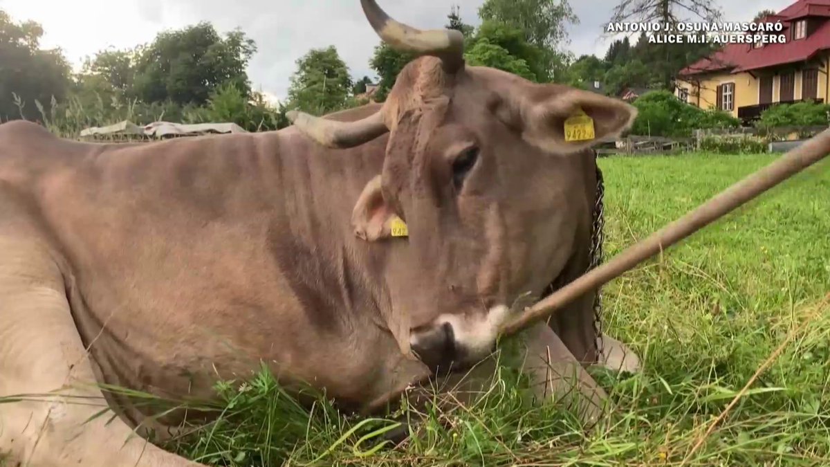 An Austrian cow named Veronika has been observed using a brush to scratch herself, a behavior documented in a new study. Researchers say the finding suggests cows are capable of “tool use,” a trait previously thought to be limited to humans and some primates.