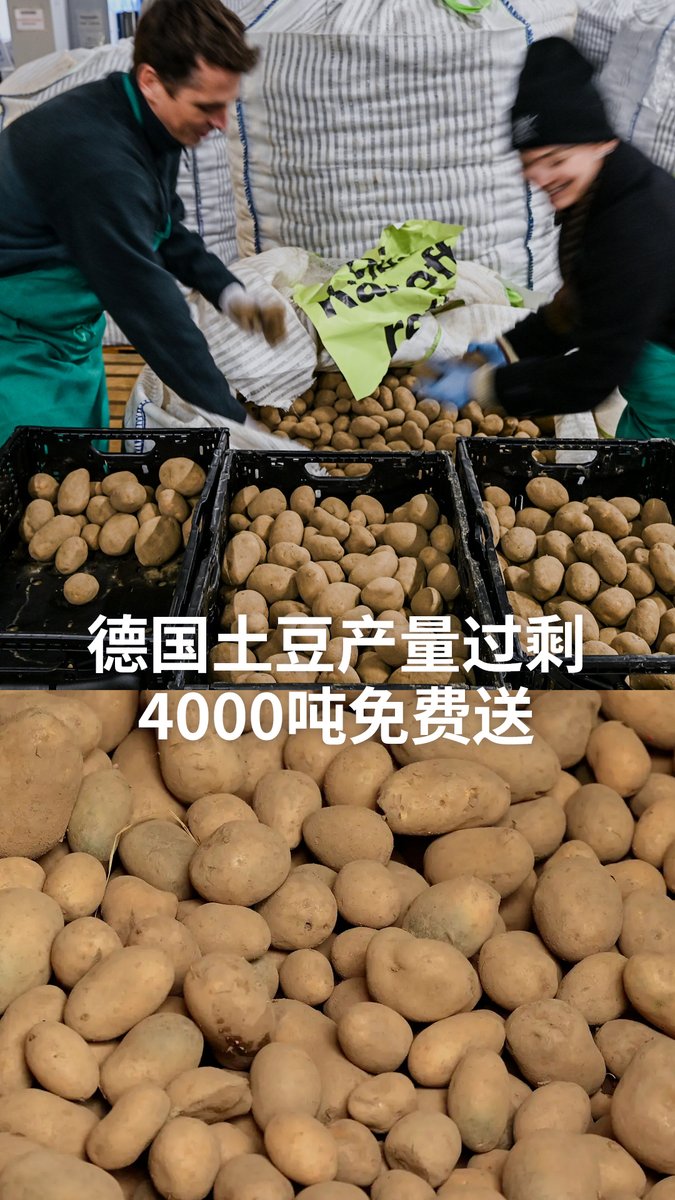 【德国土豆产量过剩 4000吨免费送】🥔🥔 德国去年土豆大丰收,导致土豆在市场供过于求。为了避免4000吨土豆被丢弃,一家在地NGO与报社合作,在柏林免费发土豆。#DW_Environment