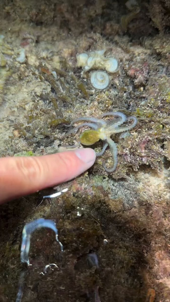 Tiny to giant! Marine Life Timelapse