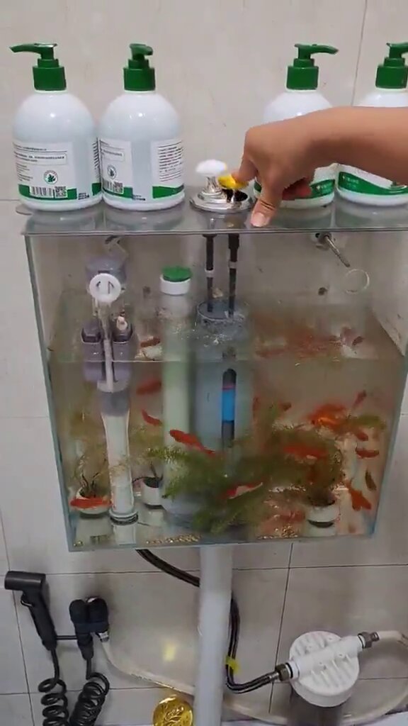 Bir kişi, tuvalet rezervuarını akvaryuma çevirdi.