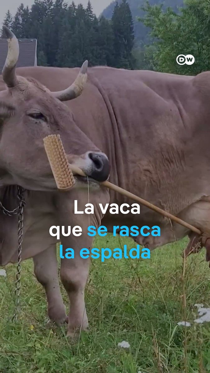 Veronika, la vaca que se rasca la espalda con una escoba Esta vaca austriaca se hizo famosa en redes sociales por saber rascarse la espalda con una escoba. Investigadores en biología cognitiva descubrieron que Veronika puede usar la escoba como una herramienta multifuncional.