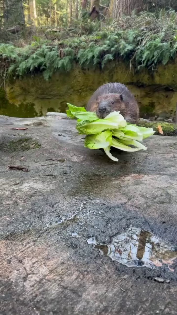 Hudson, the beaver, is busy on a lettuce mission, making sure nothing goes to waste as he gathers up all the snacks to bring back to his cozy den. 🦫 📹: Keeper Miranda