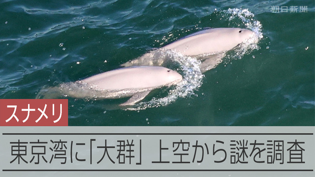 【動画】東京湾でスナメリの大群を撮影 調査の「空白地」だった羽田空港の沖 東京・羽田空港沖の東京湾で、希少な小型クジラ・スナメリが大きな群れで泳いでいる様子を上空から撮影することに、東京海洋大と朝日新聞社のチームが成功しました。