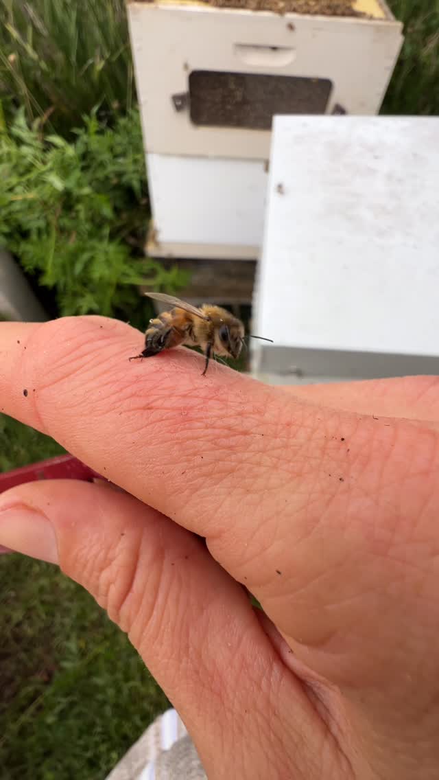 Normally, when a female bee stings, her stinger gets stuck in the skin. If she tries to fly away, it tears from her body and she dies
