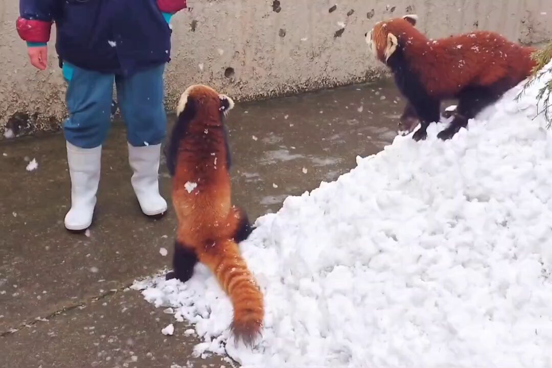 「ちゃんと恋するんだよ〜君たち!!ご飯ばっか食べてないで…」とお説教されててもどこ吹く風で、担当さんに飛びつきリンゴ🍎しか目に入らないひなた君とレイファちゃん😂 #大森山動物園 #レッサーパンダ #ひなた #レイファ