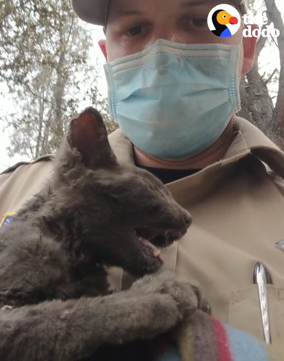 KINDNESS SAVED LIFE: This guy found a helpless kitten in the rubble of a huge wildfire and knew he had to make him part of the family if he survived. ❤️