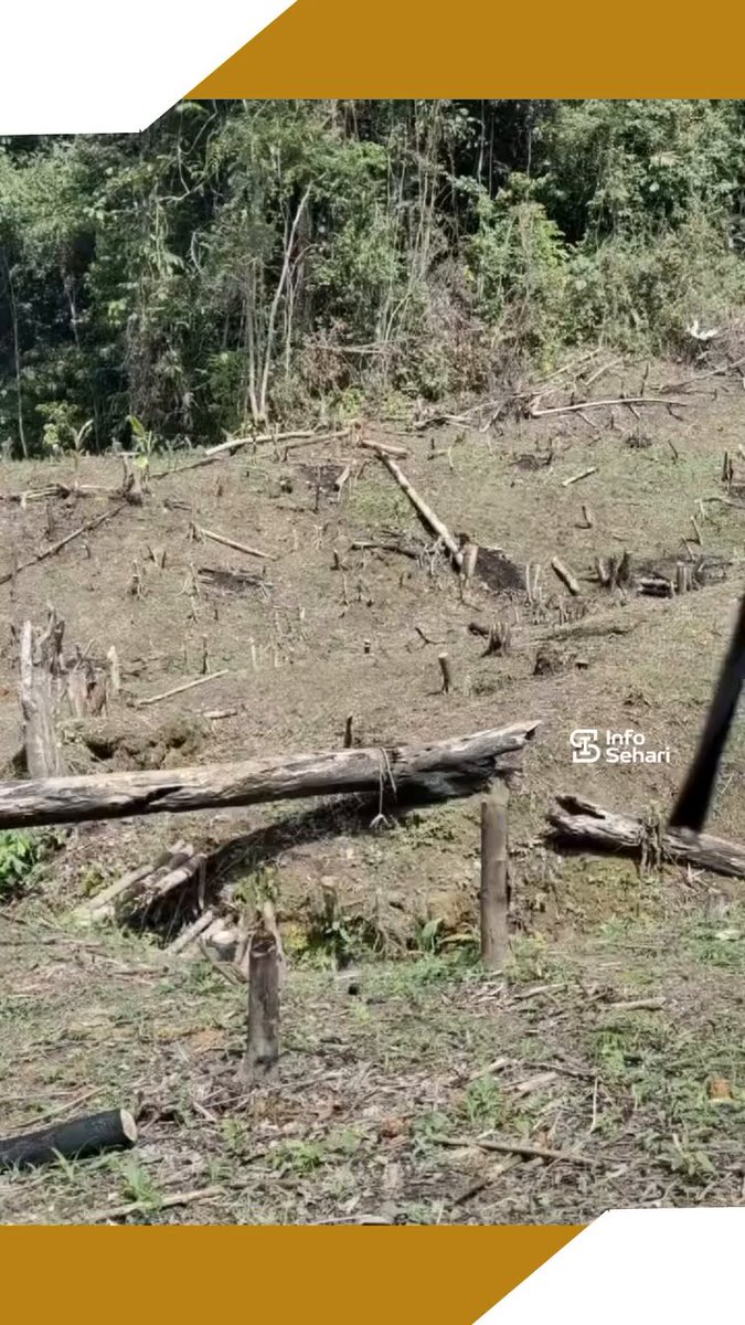 Di tengah panasnya siang hari di hutan Kalimantan Tengah, sebuah momen sederhana berhasil menyentuh hati, tidak takut dengan manusia bisa hidup berdampingan.