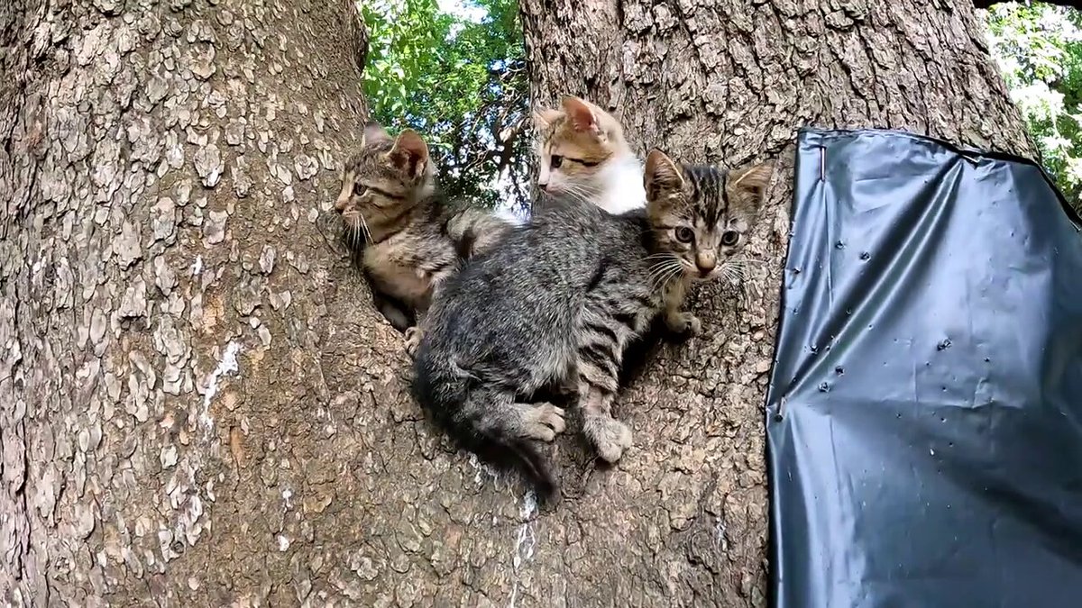 100年以上にわたり野良猫たちの 住処として親しまれてきた大木の洞。 そこは、母猫たちが子猫を 寒さや雨、危険から守る場所となり 静かな安らぎの場でした。 人々はこの100年もの歴史を持つ木の洞を コンクリートで塞いでしまいました。 人間の手によって破壊されたのです。