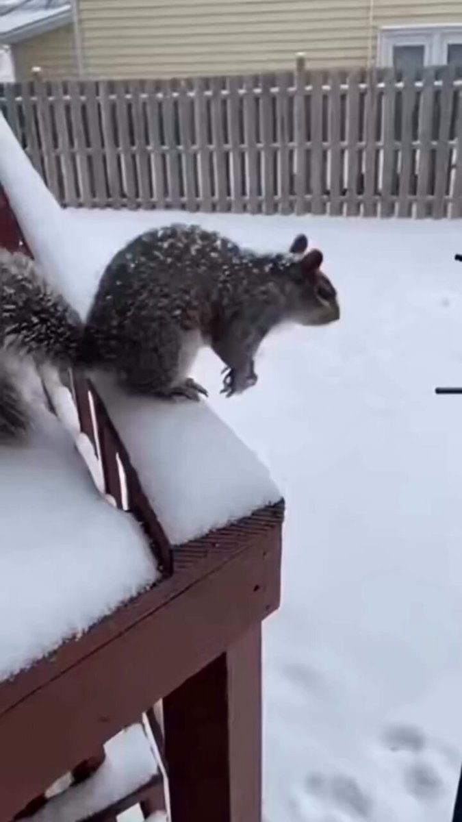 The squirrels having fun in the snow! ❄️ lol 😂