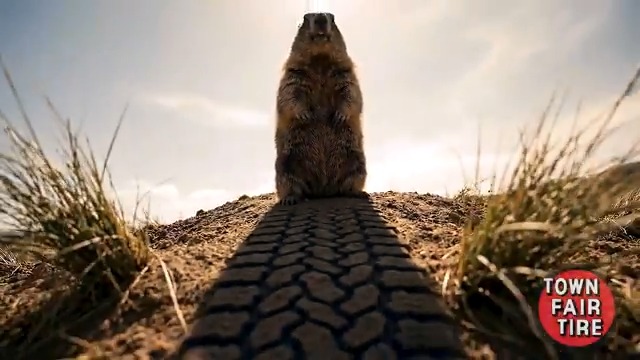 Six more weeks of winter? Early spring? 🤔 It doesn't matter what the groundhog sees—we have the tires you need. Check out our Groundhog Day sales on our website in our bio - just enter your car's info to see the deals for your size!