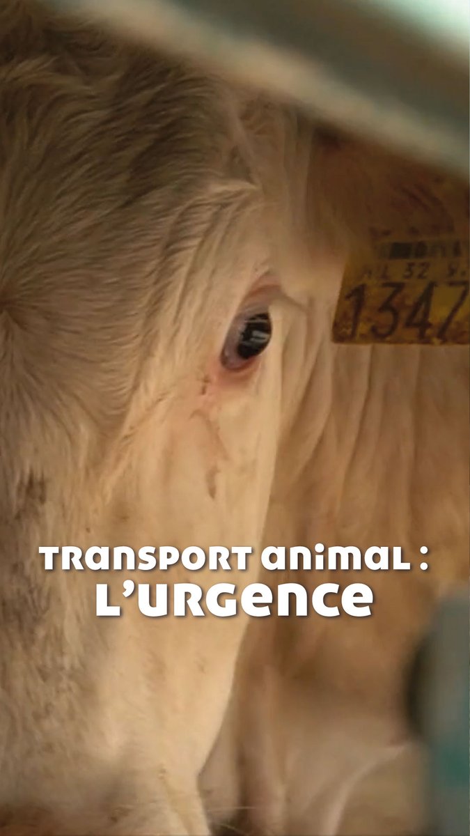 🚨1,6 milliard d’animaux transportés chaque année en Europe ! Des trajets longs, éprouvants, incompatibles avec leur bien-être. Face à cette triste réalité, la Fondation #30millionsdamis est présente au Parlement européen en France : « La situation semble bloquée, déplore Christophe Marie, porte-parole. Certains députés tentent de maintenir le statu quo pour ne rien changer. Nous ne devons rien lâcher ! » Depuis des années, la Fondation réclame l’interdiction du transport d’animaux vivants hors de l’Union européenne et se rend régulièrement au Parlement européen pour réaffirmer ses attentes. Aux côtés de Tilly Metz, corapporteure de la proposition de règlement sur la « protection des animaux pendant le transport », la Fondation 30 Millions d’Amis vous invite à agir. 👉 Interpellez votre député pour soutenir une amélioration concrète de la condition animale. 🔗 Lien en description #30millionsdamis #AnimalProtection #BienEtreAnimal #EuropeanParliament #UnionEuropeenne