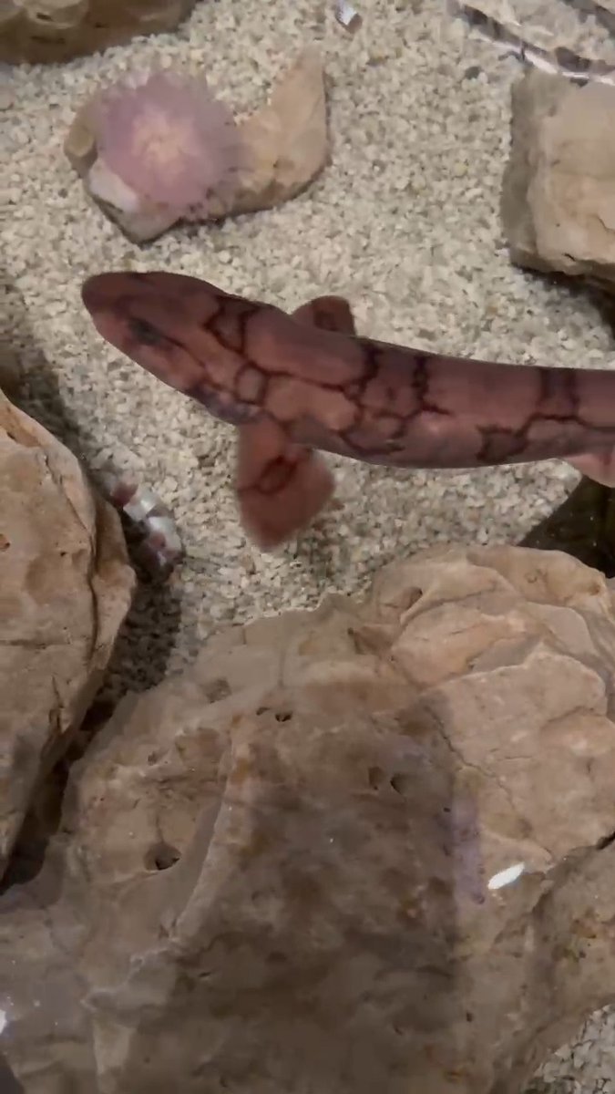 In this video, one of our chain catsharks is shown interacting with an ice treat that the keepers have filled with pieces of fish & blood. This enrichment encourages natural foraging, problem-solving, and exploration, & helps to keep the sharks mentally and physically stimulated.
