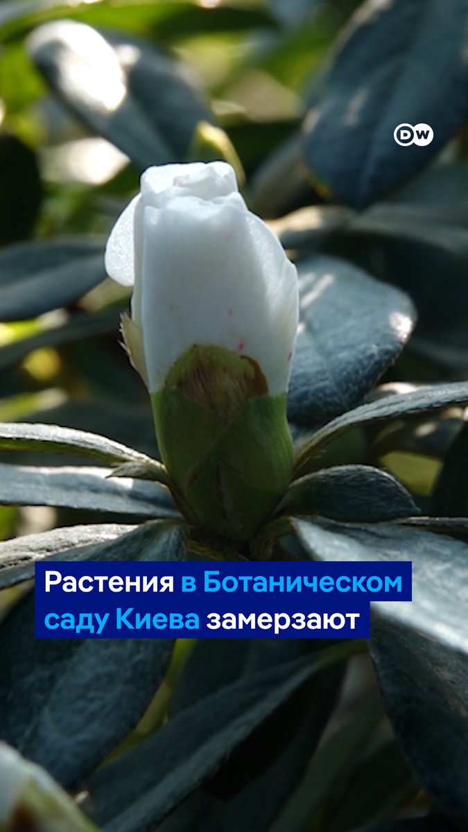 В оранжерее в Киеве из-за атак РФ замерзают редкие тропические растения. Сотрудники делают все, что могут, но опасаются, что потери будут необратимыми. Репортаж DW
