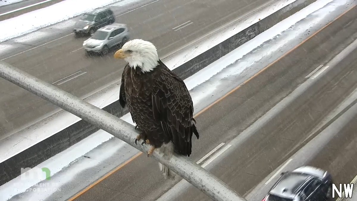 Check out this eagle-eyed traffic reporter! We spotted this beauty perched over I-35W in Minneapolis 🦅 Want to see road conditions, traffic impacts and some more wildlife? Explore our cameras on today.