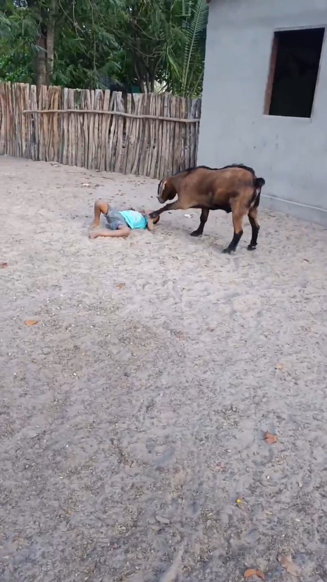Impressive how the animal knows it's infront of a child