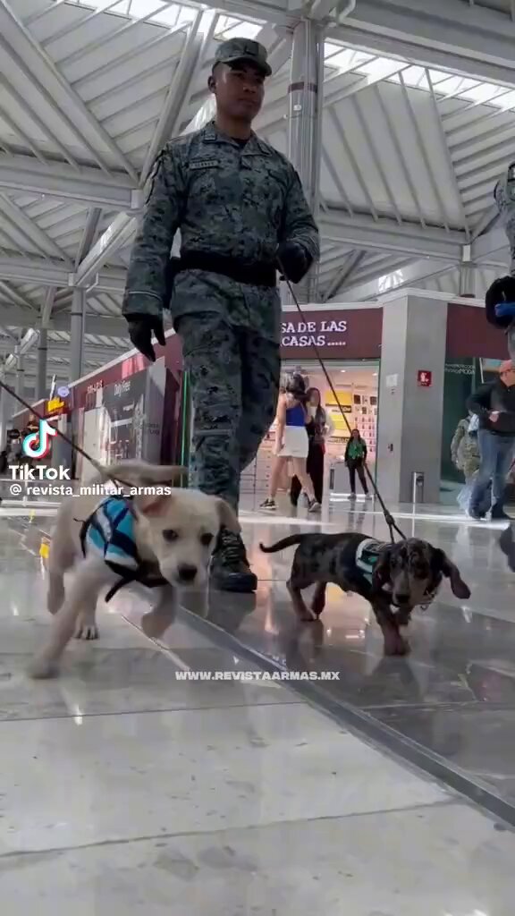 Así mero el binomio canino en el AIFA para bajar niveles de ansiedad (cortisol) entre los viajeros . Aeropuerto Internacional Felipe Ángeles 👏🏻🇲🇽👏🏻
