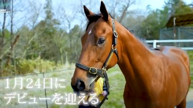 トレジャーストーン が 1月24日(土) 京都競馬場 第3レース 3歳新馬 (ダート1800m、10:45発走)でデビューします! デビュー戦の前にスペシャル動画をぜひご覧ください! #BanusySpecialMovie #バヌーシー