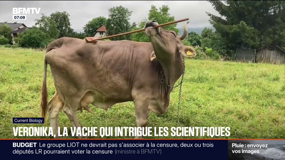 C’est quand même fou de se dire que Veronika la vache est bien plus intelligente qu’un tiers de l’Hémicycle de notre Assemblée Nationale 🙄