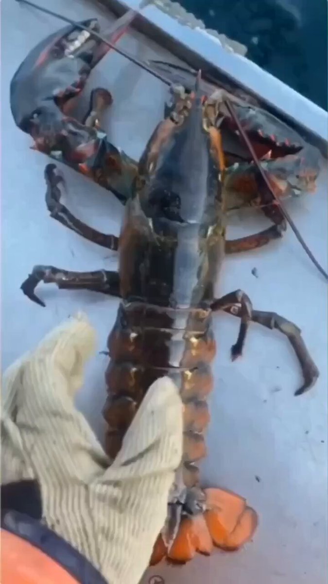 Возвращение лобстера в море