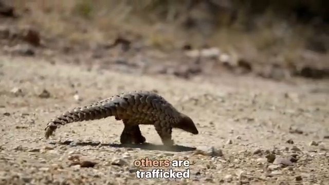 It’s estimated that 1 million pangolins have been captured in the wild & illegally sold. IFAW is working with partners to put an end to wildlife crime. Pledge to protect pangolins and other exploited wildlife around the world. Take action now.