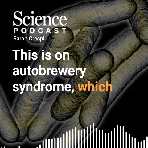 In the latest #SciencePodcast🎙️, Jennie Erin Smith, Science’s new senior biomedicine reporter, delves into recently covered topics including autobrewery syndrome, which occurs when microbes inside the human gut make too much alcohol. 🎧 Listen here: