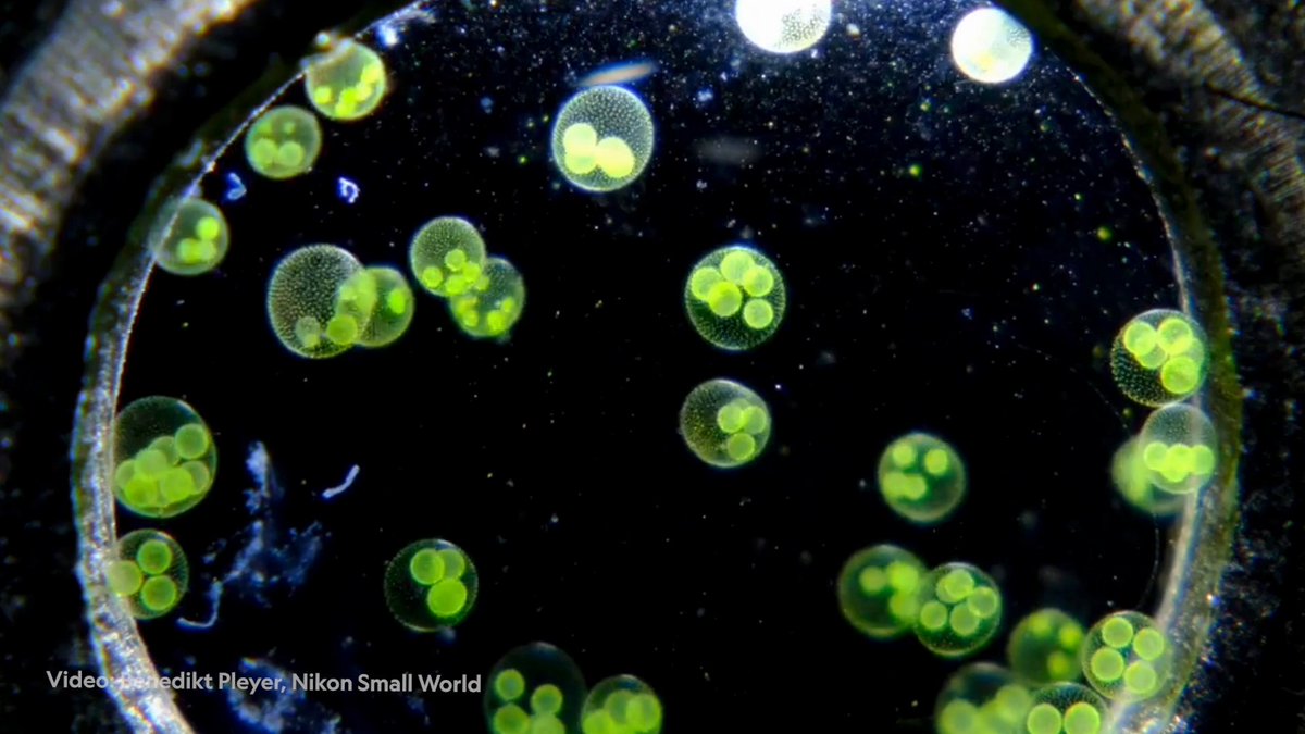 This video of Volvox algae moving around a droplet of water in the middle of a Japanese 50 yen coin was shot at 50x magnification. Explore more microscopic storytelling from Nikon's 2025 Small World in Motion competition: