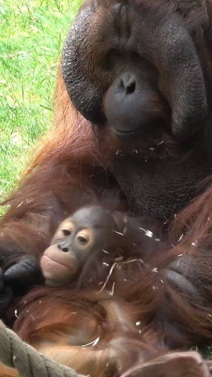 Happy birthday Bob! This great ape is 20 today 🦧