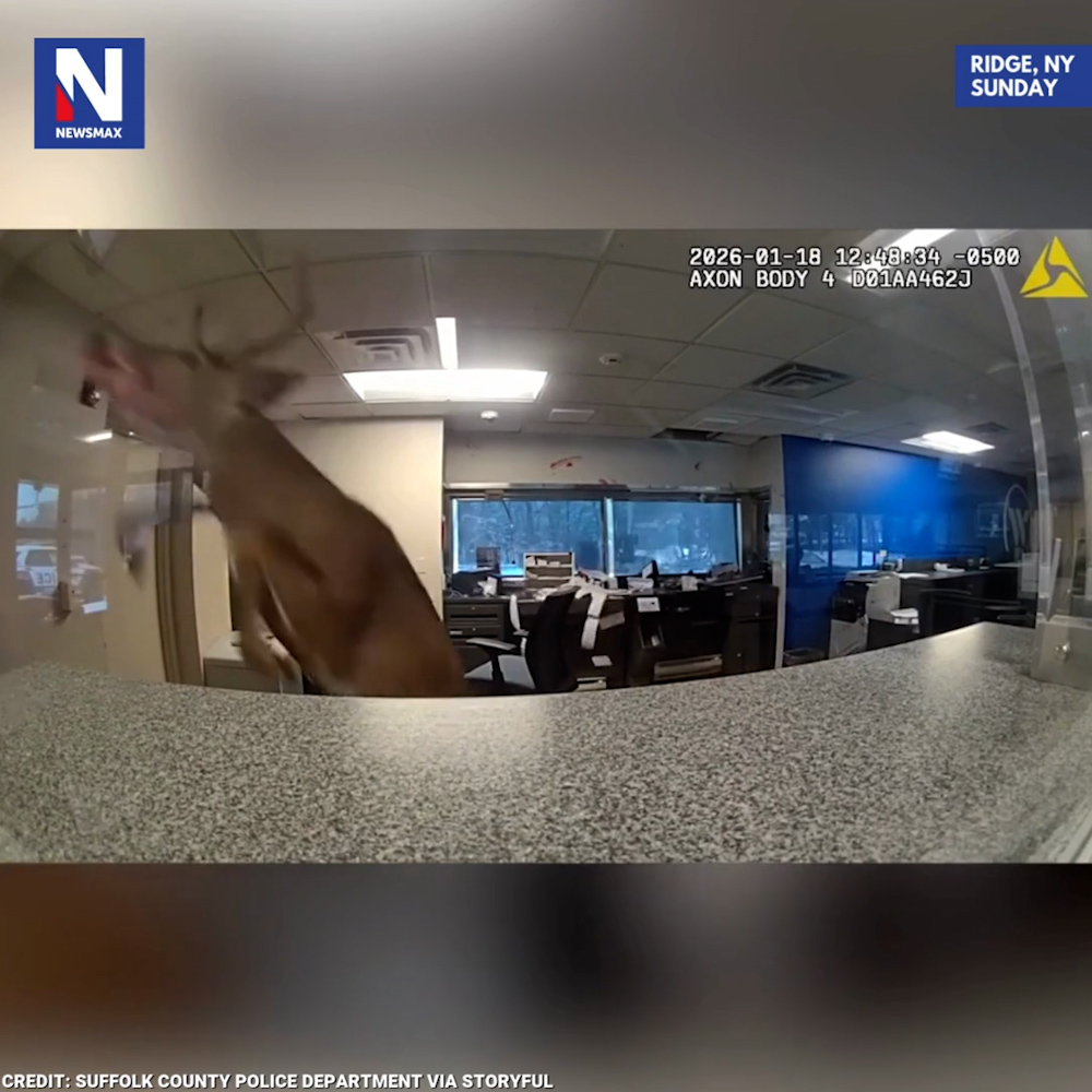 BANK BUCK: Police were shocked to find a deer running loose inside a bank after responding to a burglary alarm in Ridge, New York, on Sunday. The buck had smashed through a window and became trapped inside. Officers calmed the distressed animal and guided him safely back out.