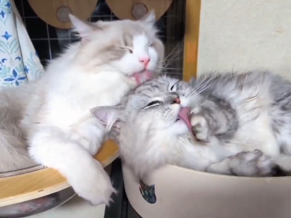 ラブラブペロペロかと思ったら…仕留めにかかってます？😼