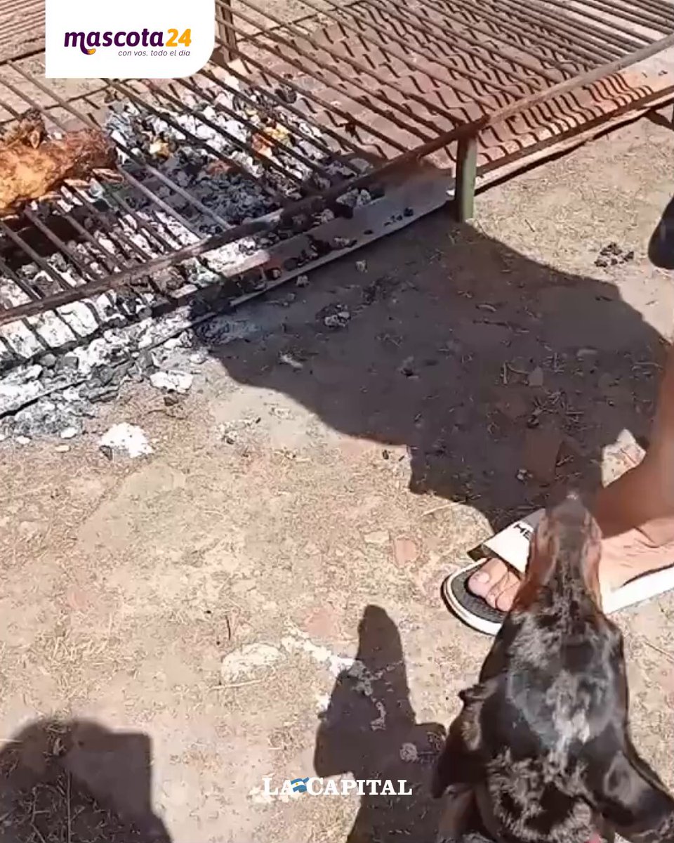 🍖🐾 UN PARRICUMPLE El usuario de TikTok, tonigomez93, compartió en su cuenta el video del cumpleaños que le organizó a su perro Toni. El muchacho decidió hacerle un asado a su mascota y que el salchicha disfrute de una comida distinta en su día.