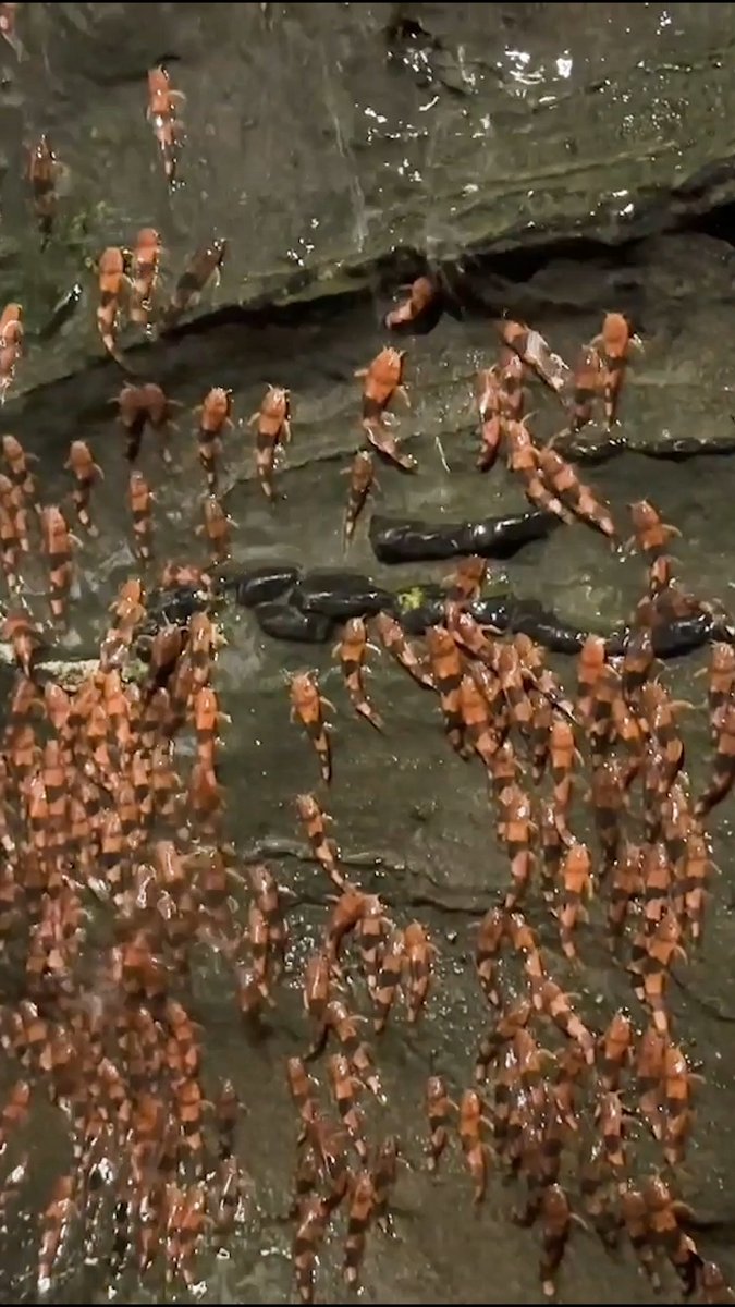 In November 2024, environmental police in Rochedo, Brazil, stumbled on an unexpected sight: thousands of orange-and-black bumblebee catfish scaling the slippery rocks behind waterfalls on the Aquidauana River. A week later, a team of Brazilian scientists arrived to document the unprecedented event, detailing their findings. These videos provide rare insight into the lives and migrations of these little-studied catfish, the authors said. This genus of small South American fish, which inhabits the rocky bottoms of fast-flowing streams, only became known to science in 2017. Learn more: