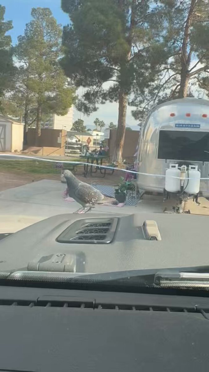 Pidgey tried to stop me from leaving yesterday, I guess he wanted to come with. 🥹🐦💗 And yes, I'm fully aware of the giant crack in my Jeep windshield from a rock off a truck in Arizona. It's been there a year....and it's going to be there a whole lot longer. lol