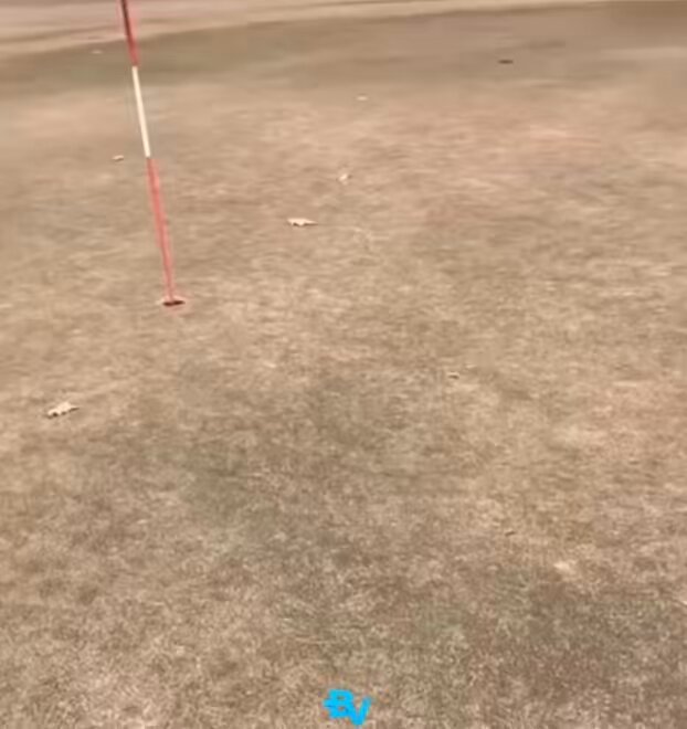 Imagine betting against somebody on the course and their dog is determining the break for them