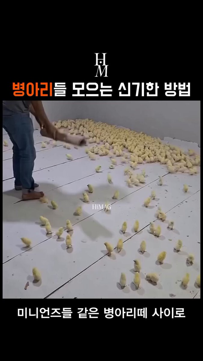 실제 병아리들을 모을때 사용하는 방법이라는데 ㄷㄷ 병아리들 졸귀! 출처 : himag_인스타그램