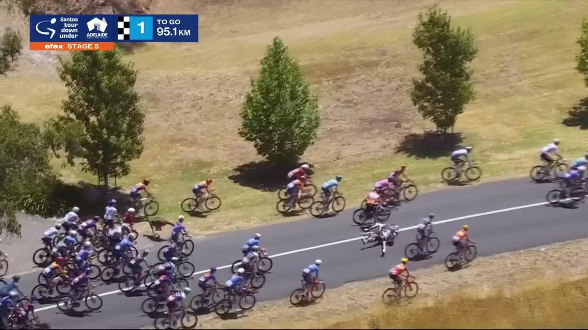 ¡CUIDADO! 😰 🦘 Un canguro cruzó la carretera y se vio involucrado en una multiple caída en la que se encontraba Jay Vine. Por suerte, el líder de la carrera cambió de bicicleta con un compañero y sigue en carrera. 🙏