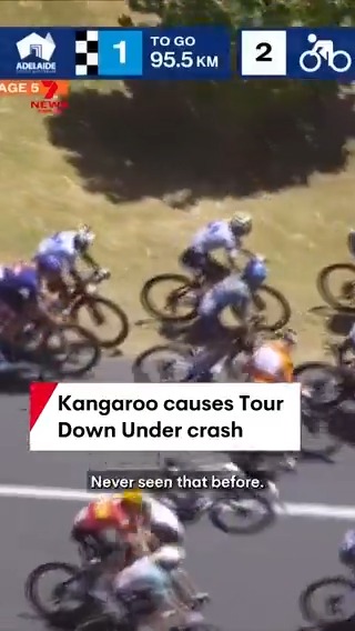 Only in the Tour Down Under: Race leader Jay Vine and a few other of the world's best cyclists have been taken down by a kangaroo after it hopped into the peloton.