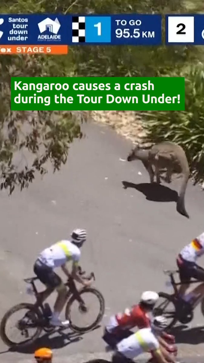 🦘 A 'hopping' mad situation! 🚴 Jay Vine was unfortunate to hit a rogue Kangaroo that was attempting to cross the track during the Tour Down Under!