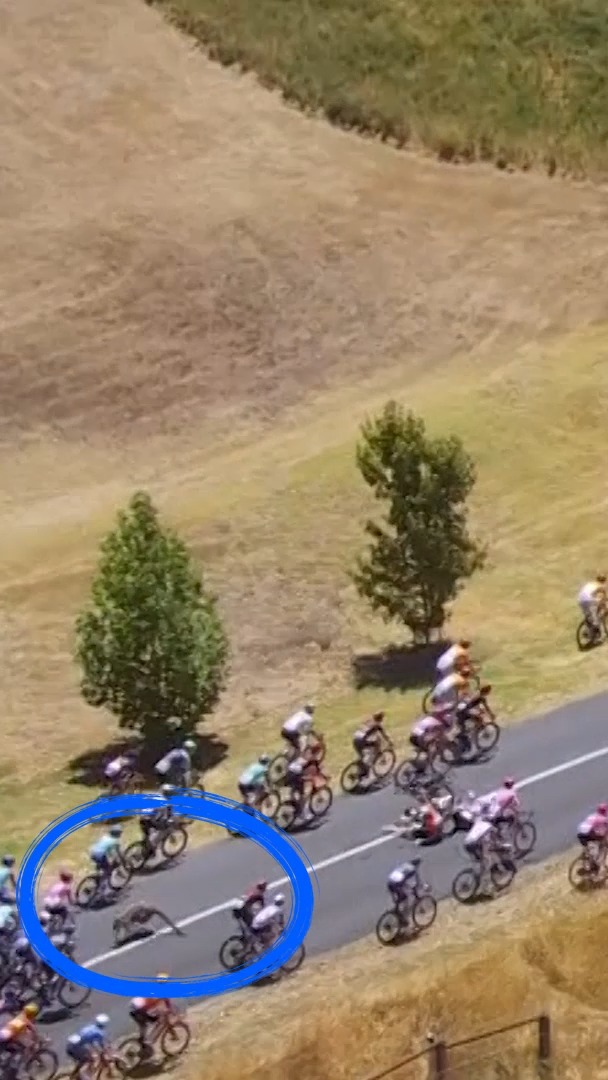 😱🦘 Lío tremendo con un canguro en pleno Tour Down Under: tiró a varios ciclistas, entre ellos a Jay Vine, corredor que ha acabado llevándose la general #TourDownUnder
